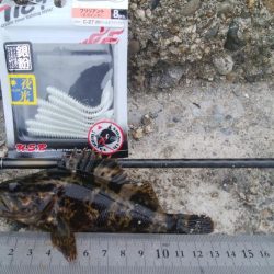 (^^)絶好調!!タケノコメバル