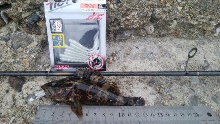 (^^)絶好調！！タケノコメバル