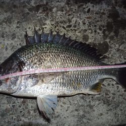 2022/05/21 南港ヘチ釣り釣行