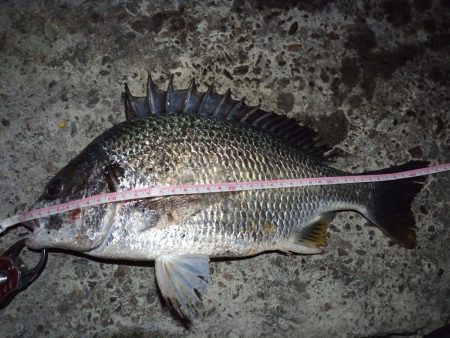 2022/05/21 南港ヘチ釣り釣行