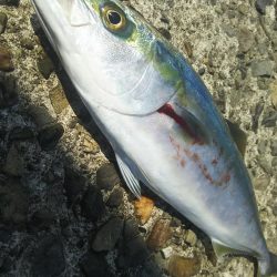 エソ祭りからのハマチ!