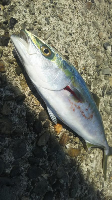 エソ祭りからのハマチ!