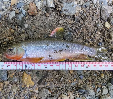 ナイスサイズのカワムツ！