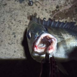 2022/05/22 南港ヘチ釣り釣行　～短時間～