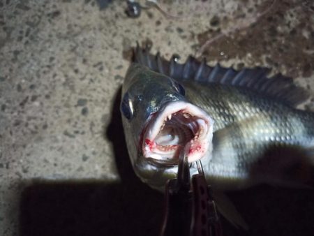 2022/05/22 南港ヘチ釣り釣行　～短時間～