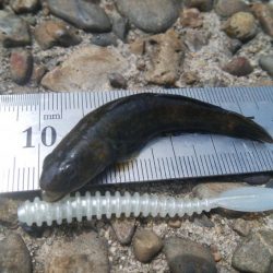 ハゼ釣り日和(@^▽^@)