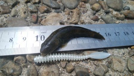 ハゼ釣り日和(@^▽^@)