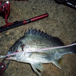 2022/05/23 南港ライトゲーム釣行