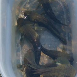 (^^)一日中!のんびりハゼ釣り