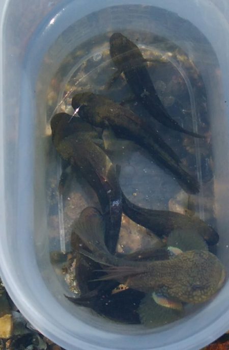 (^^)一日中!のんびりハゼ釣り