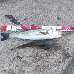 ウェーディングでシーバス60cm、マゴチ48cm