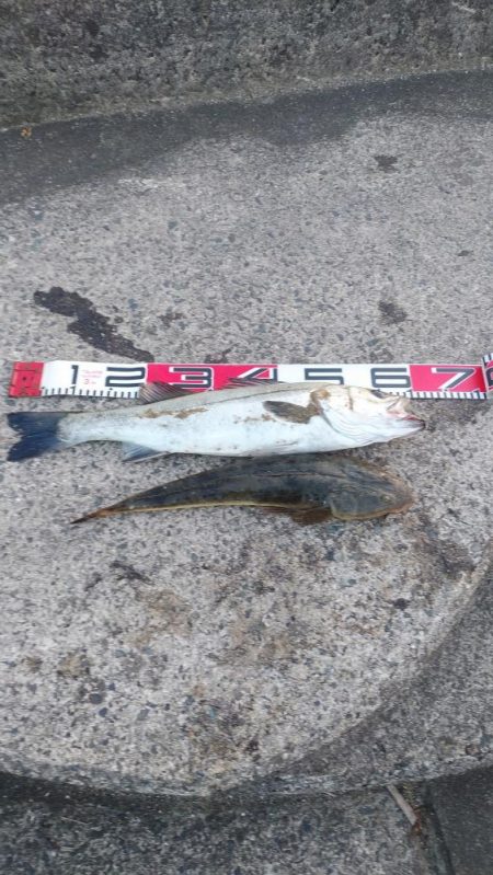 ウェーディングでシーバス60cm、マゴチ48cm