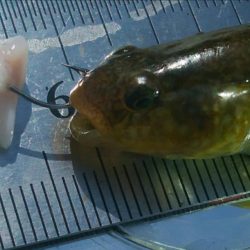 今日も釣り日和(^^)