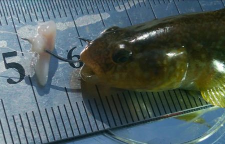 今日も釣り日和(^^)