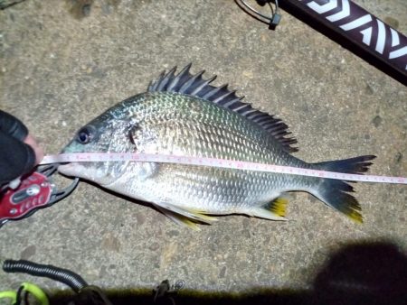 2022/05/27 南港ライトゲーム釣行