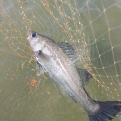 宮津シーバス&マゴチ