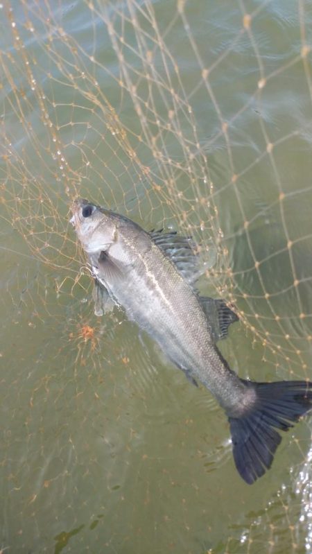 宮津シーバス&マゴチ