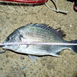 2022/05/29 南港ヘチ釣り釣行