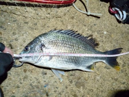 2022/05/29 南港ヘチ釣り釣行