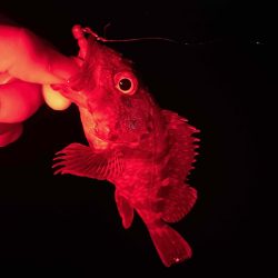 癒しのメバリング