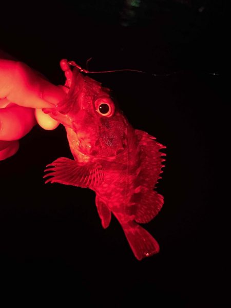 癒しのメバリング