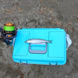 キス釣り まだ早い?