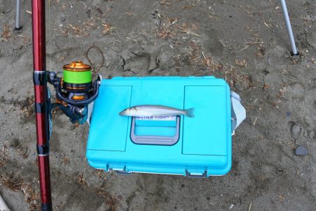 キス釣り まだ早い?