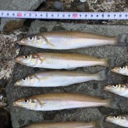 キス釣り 食いは渋い