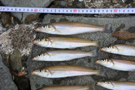 キス釣り 食いは渋い