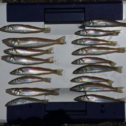 好天のキス釣り ピンギスばかり