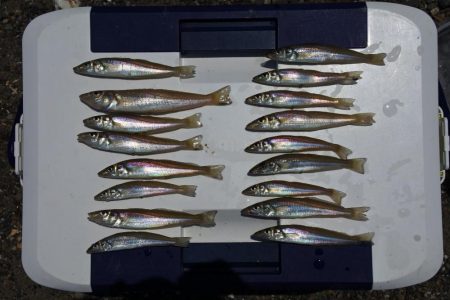 好天のキス釣り　ピンギスばかり