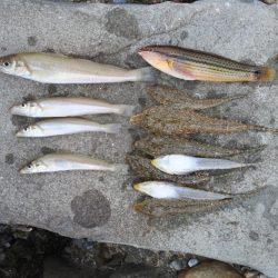 キス釣り　キスは何処？