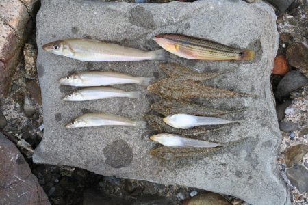 キス釣り　キスは何処？