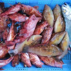 泉州丸 釣果
