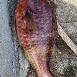 和歌山市江(吉丸渡船)で磯フカセ