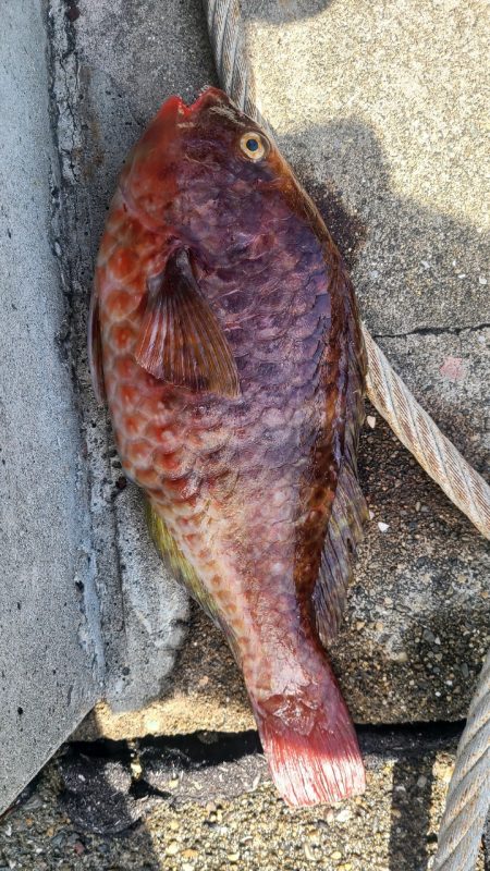 和歌山市江(吉丸渡船)で磯フカセ