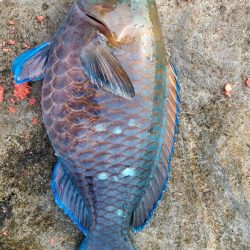 和歌山市江(吉丸渡船)で磯フカセ