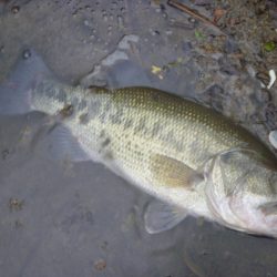 なまず→バス→なまず