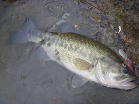 なまず→バス→なまず