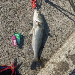 南港大橋２時間勝負!