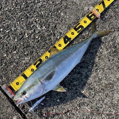 公式公認　初投稿！　メジロ！