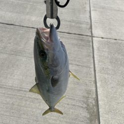 徳島市内でハマチゲット！