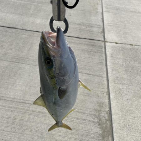 徳島市内でハマチゲット！