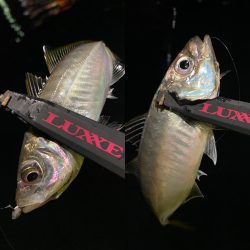 宵姫AJカスタムのバランスの良さ