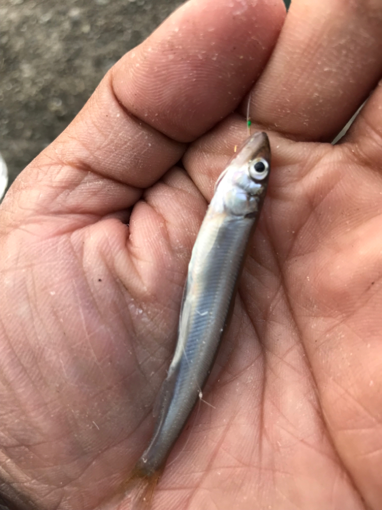 今年最後の稚鮎サビキ