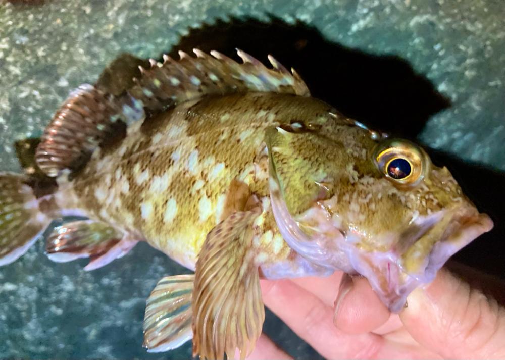 ロックフィッシュゲーム(アコウ・カサゴ釣り)