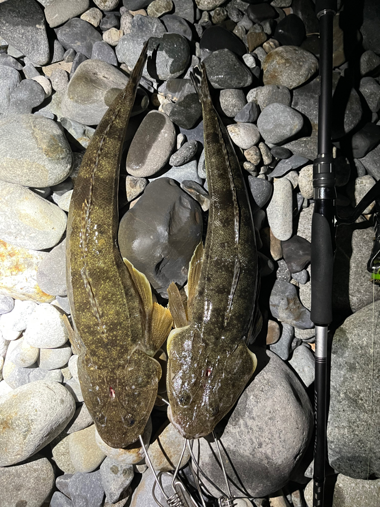 またもシーバスはお留守