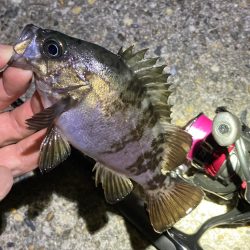 好調続く明石のメバル