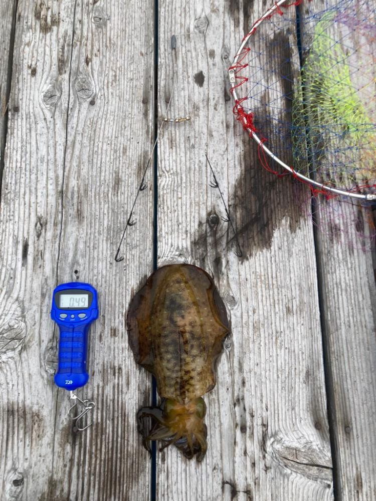 中紀ヤエン釣行