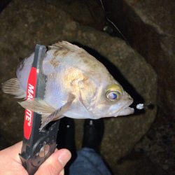 ガシラプラッギング